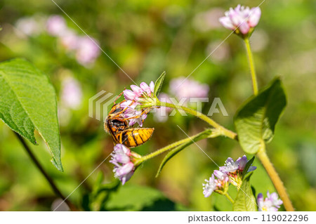 A pollen-covered wasp frolicking with a tiny water buckwheat flower 119022296