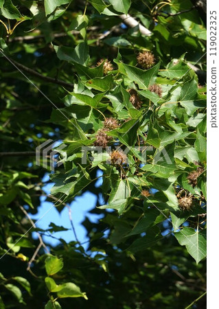 台灣水果2024年9月開始成熟 119022325