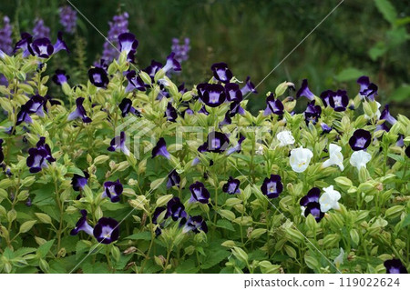 Torenia Torenia 119022624
