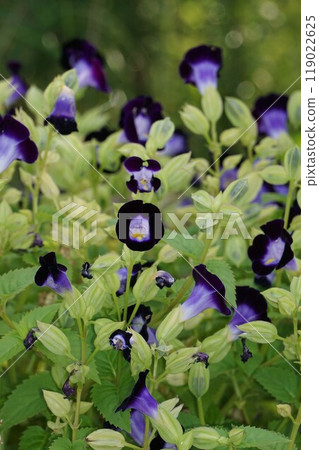 Torenia 119022625