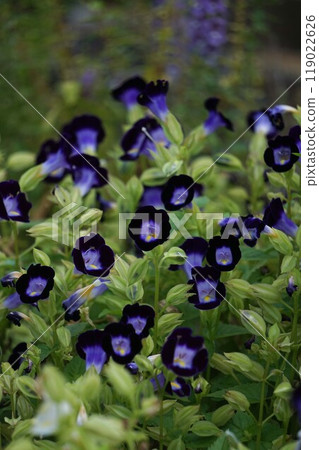 Torenia Torenia 119022626