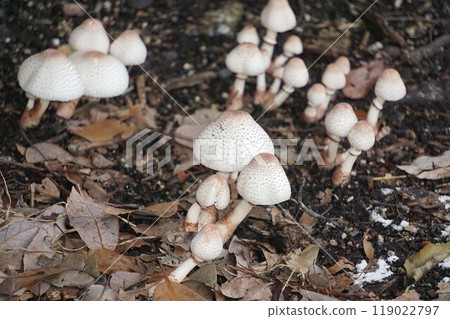 2024年9月・木犀科菇 119022797