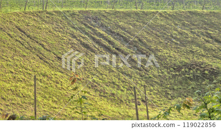 slope of a field that separates the grape crops 119022856
