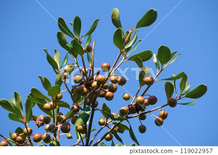 木石果的顏色逐漸變深 119022957