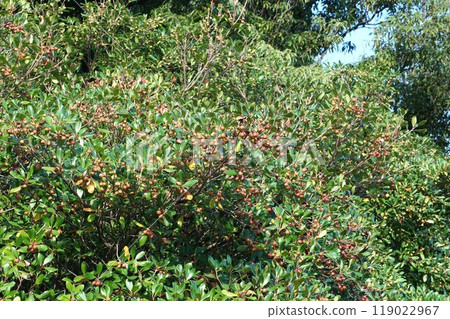 The fruit of the Mokkoku tree is gradually becoming darker in color. The fruit of the Mokkoku tree is gradually becoming darker in color. 119022967