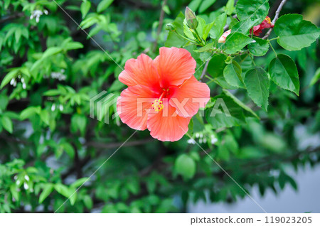 Chinese rose or Hibiscus or Hibiscus rosa sinensis or Hibisceae or Malvaceae , red hibiscus flower 119023205