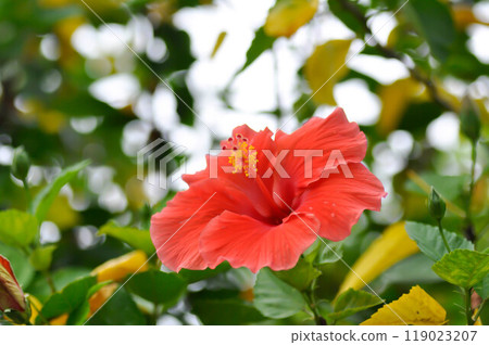 Chinese rose or Hibiscus or Hibiscus rosa sinensis or Hibisceae or Malvaceae , red hibiscus flower 119023207