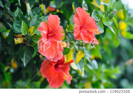 Chinese rose or Hibiscus or Hibiscus rosa sinensis or Hibisceae or Malvaceae , red hibiscus flower 119023208