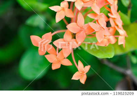 Ixora chinensis Lamk, Ixora spp or Zephyranthes or West Indian Jasmine and orange flower Ixora chinensis Lamk, Ixora spp or Zephyranthes or West Indian Jasmine and orange flower 119023209