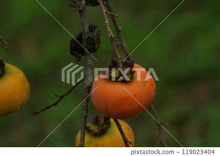 Ise Renjidaiji Temple 119023404