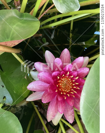 Water lily 119023584