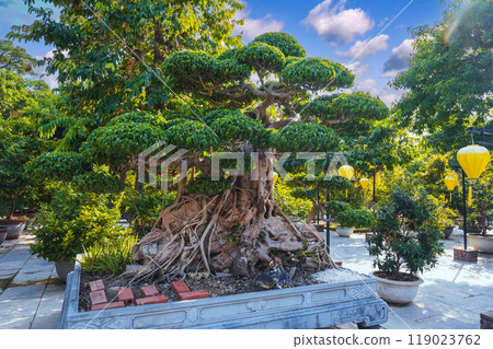Japanese bonsai tree in park in the Asian garden at the Buddhist pagoda in Asia in Vietnam in summer 119023762