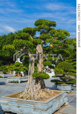 bonsai tree in park in the Asian garden at the Buddhist pagoda in Asia in Vietnam in summer 119023763