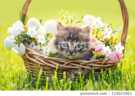 Little kitten sitting in a basket on the grass with flowers in the summer garden 119023861