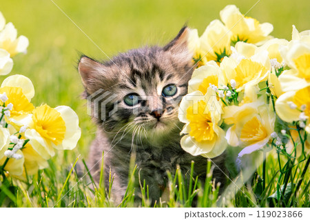 Little kitten sitting on the grass with flowers in the  summer garden 119023866