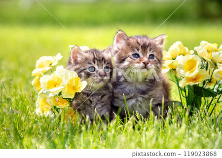 Two little kittens sitting on the grass with flowers in the summer garden 119023868
