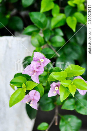 Bougainvillea or paper flower ,purple paper flower or purper flower or violet flower 119023913