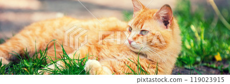 Red cat lying on the grass. Horizontal banner 119023915