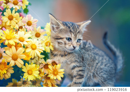 Cute little kitten sitting near a bouquet of yellow daisy flowers 119023916