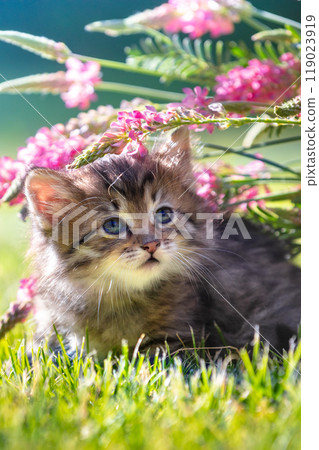 Cute little kitten sitting on the grass with flowers in the summer garden. Vertical banner 119023919