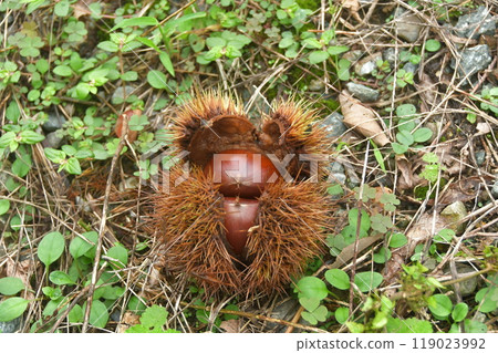 Autumn taste chestnut 119023992