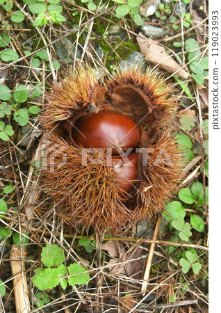 Autumn taste chestnut 119023993