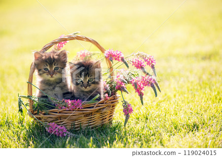 Two little kittens sit in a basket with flowers on the grass in a summer garden 119024015