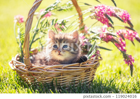 Little kitten sitting in a basket on the grass with flowers in the summer garden 119024016