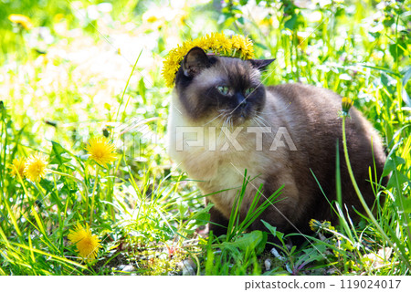Seal Point cat wearing a wreath of dandelion flowers sits in the garden on a sunny summer day 119024017