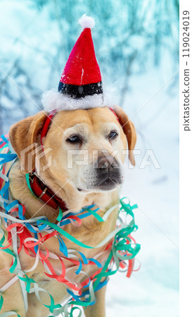 Portrait of a dog entangled in a colorful ribbon. The dog wearing a Santa hat sitting in a snowy forest in winter. Vertical banner 119024019