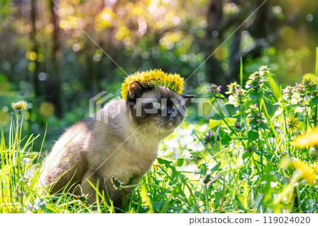 Seal Point cat wearing a wreath of dandelion flowers sits in the garden on a sunny summer day Seal Point cat wearing a wreath of dandelion flowers sits in the garden on a sunny summer day 119024020