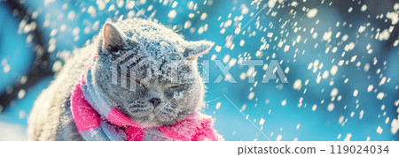 A blue British shorthair cat wearing a knitted scarf sits outdoors in the snow during a snowfall. Horizontal banner 119024034