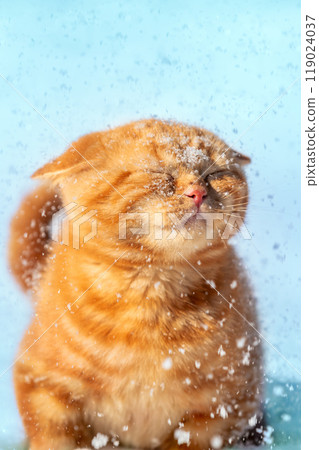 Portrait of a ginger kitten walking in the snow in winter during a snowfall. Cat in a snowstorm. Vertical banner 119024037