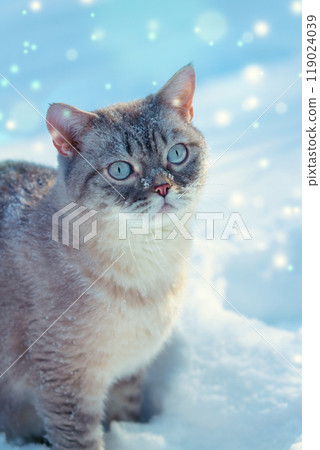 Portrait of a Siamese cat walking in the snow in winter during a snowfall. Vertical photo Portrait of a Siamese cat walking in the snow in winter during a snowfall. Vertical photo 119024039