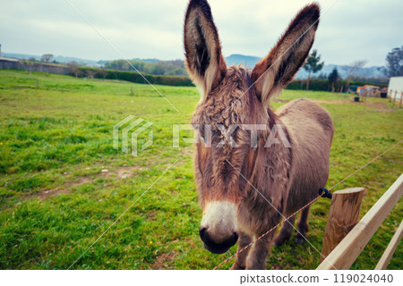 Portrait of a donkey on the meadow 119024040