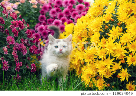 Cute little white kitten walking in the garden with yellow and pink chrysanthemum flowers 119024049