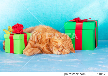 A cute red kitten lies near two gift boxes tied with a red ribbon 119024057