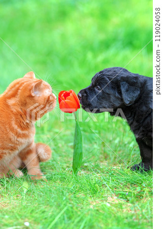 Funny animals. A small puppy and kitten play outside in the garden in summer. A cat and a dog sniff a red tulip flower. Vertical photo 119024058