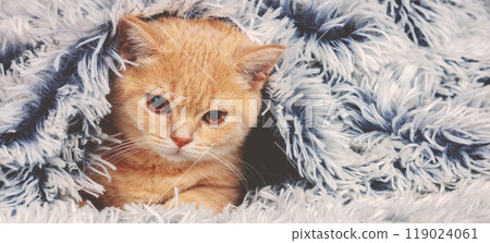 Cute little red kitten peeking out from under the soft warm blue blanket. Horizontal banner Cute little red kitten peeking out from under the soft warm blue blanket. Horizontal banner 119024061