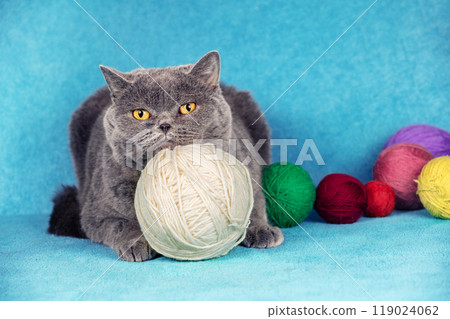 A cute blue British shorthair cat lies on a blue blanket with many colorful balls of wool. Cat playing with a white ball of yarn 119024062