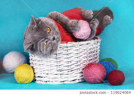 A funny blue British shorthair cat lies in a basket and plays with a pink ball of wool 119024064