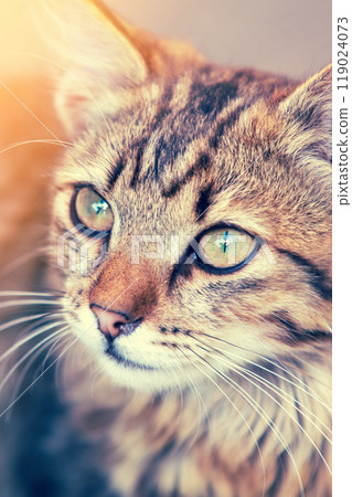 Portrait of cute kitten Vertical image 119024073