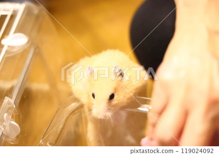 Cute golden hamster (kinkuma) Cute golden hamster (kinkuma) 119024092