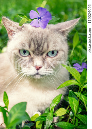 Cute Siamese cat sitting on the periwinkle lawn with a flower on his head Cute Siamese cat sitting on the periwinkle lawn with a flower on his head 119024093