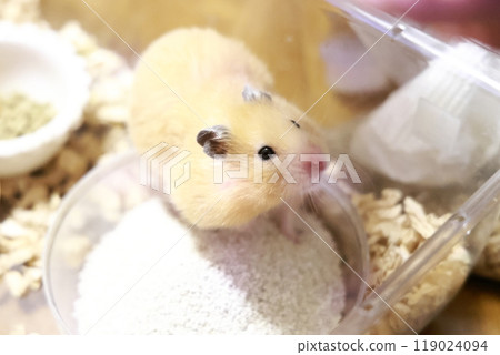 Cute golden hamster (kinkuma) Cute golden hamster (kinkuma) 119024094