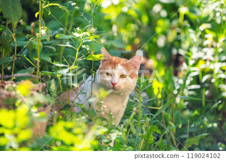 Red and white cat sitting in the garden on a sunny summer day Red and white cat sitting in the garden on a sunny summer day 119024102