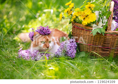 A cute red and white cat lies on the grass near a basket with dandelions and lilac flowers A cute red and white cat lies on the grass near a basket with dandelions and lilac flowers 119024109