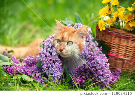 A cute red and white cat lies on the grass near a basket with dandelions and lilac flowers. The cat enjoys the summer A cute red and white cat lies on the grass near a basket with dandelions and lilac flowers. The cat enjoys the summer 119024110