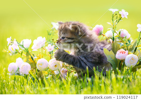 Little kitten sitting on the grass with flowers in the summer garden Little kitten sitting on the grass with flowers in the summer garden 119024117