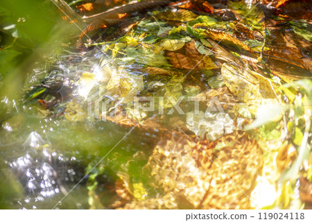 森林小山北谷沢溪流的秋季彩色圖像 森林小山北谷沢溪流的秋季彩色圖像 119024118